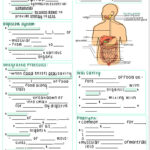 Digestive System And Fill In The Blank Anatomy And Etsy