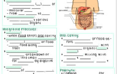Digestive System And Fill In The Blank Anatomy And Etsy