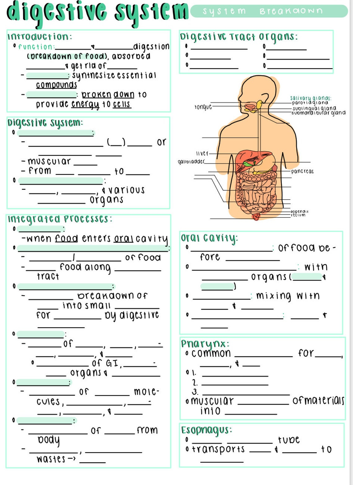 Digestive System And Fill In The Blank Anatomy And Etsy