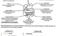 Digestive System Body Systems Worksheets Digestive System Worksheet