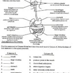 Digestive System Body Systems Worksheets Digestive System Worksheet