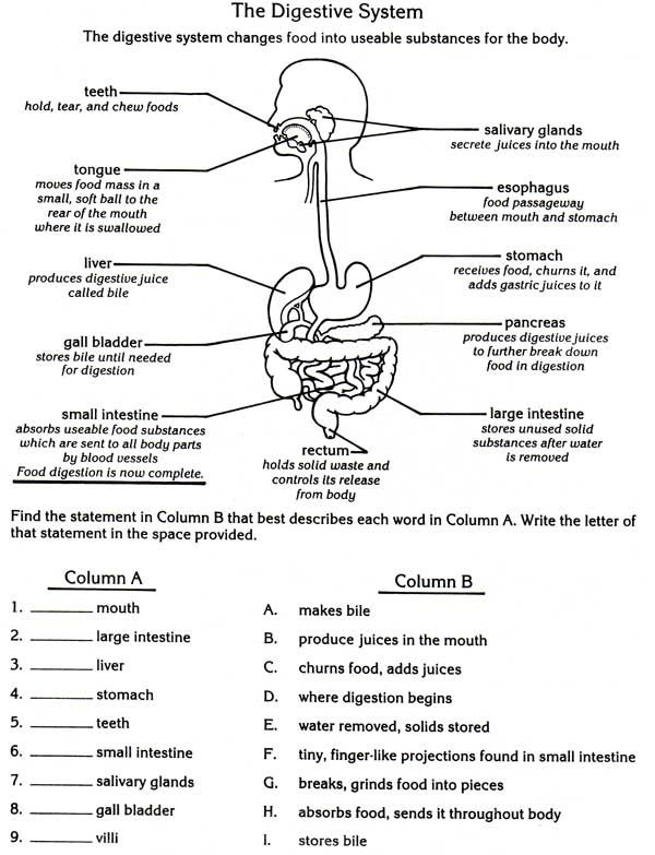 Digestive System Body Systems Worksheets Digestive System Worksheet 