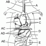 Digestive System Coloring