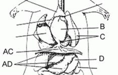 Digestive System Coloring