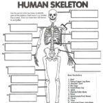 Digestive System Labeling Worksheet Answers Human Skeleton Worksheet