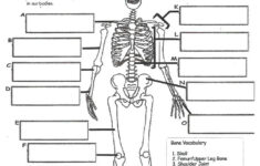 Digestive System Labeling Worksheet Answers Human Skeleton Worksheet