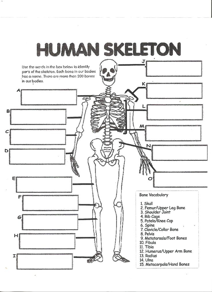 Digestive System Labeling Worksheet Answers Human Skeleton Worksheet 