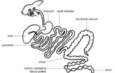 Digestive System Rabbit