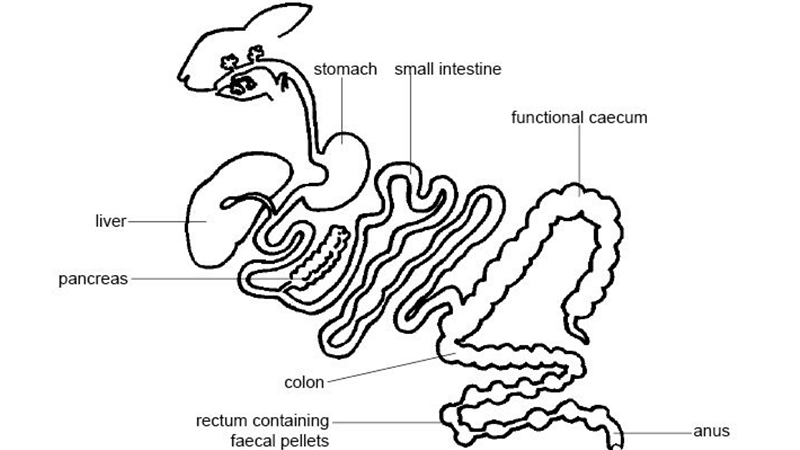 Digestive System Rabbit