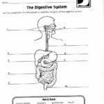 Digestive System Worksheet Answer Key Beautiful 13 Best Of Biology