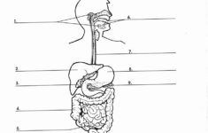 Digestive System Worksheet Answer Key Beautiful 13 Best Of Biology
