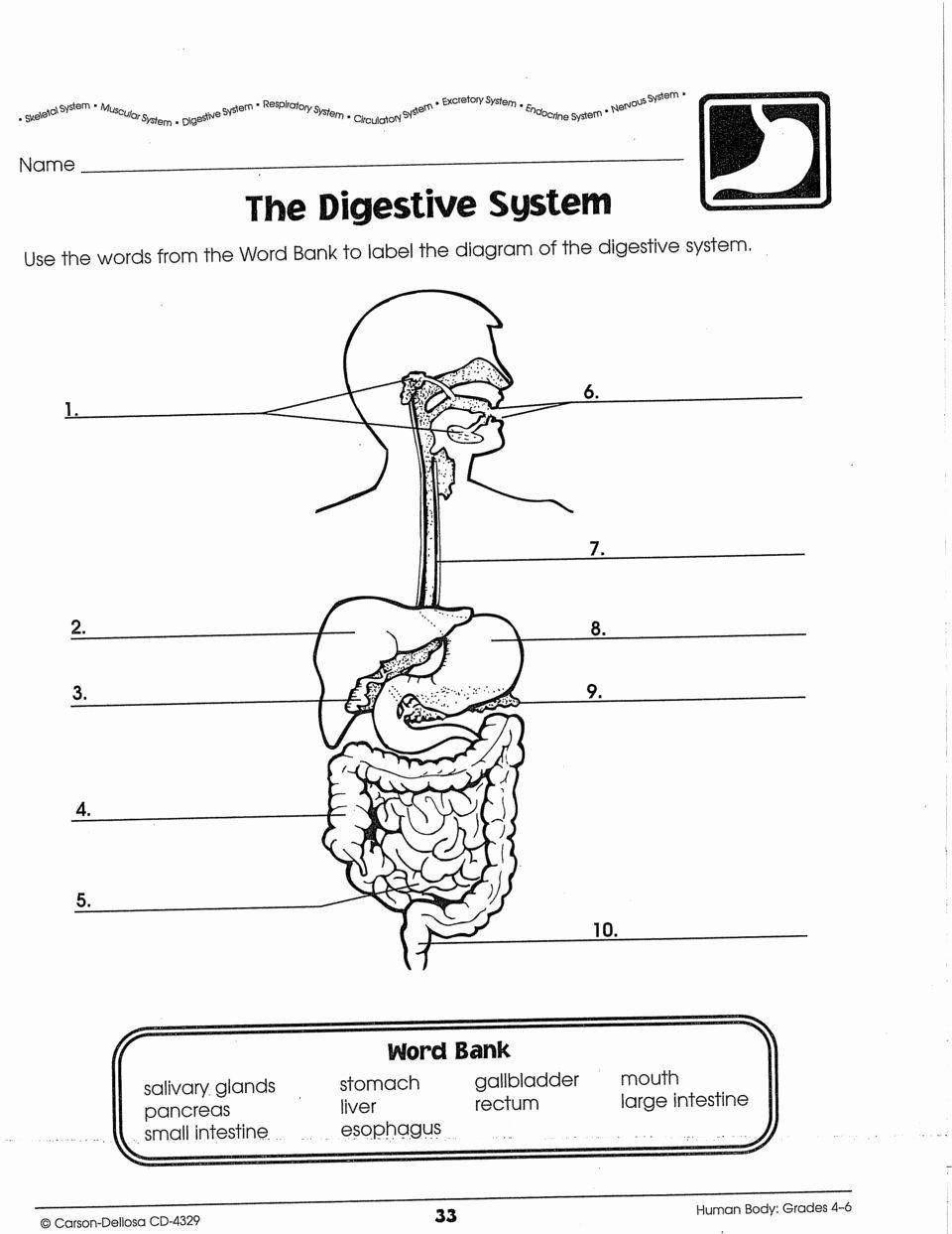 Digestive System Worksheet Answer Key Beautiful 13 Best Of Biology 