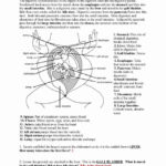 Digestive System Worksheet Answer Key Fresh Frog Dissection Lab Answer