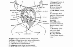Digestive System Worksheet Answer Key Fresh Frog Dissection Lab Answer