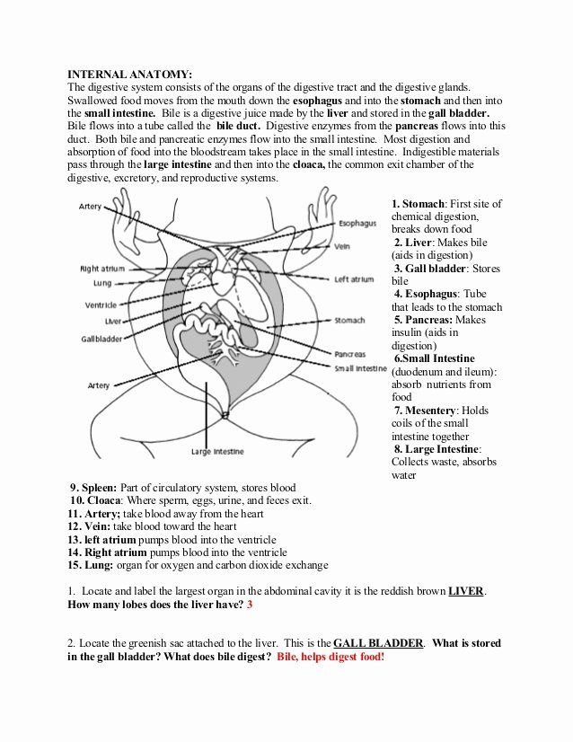 Digestive System Worksheet Answer Key Fresh Frog Dissection Lab Answer 