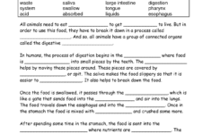 Digestive System Worksheets Human Digestive System Digestive System