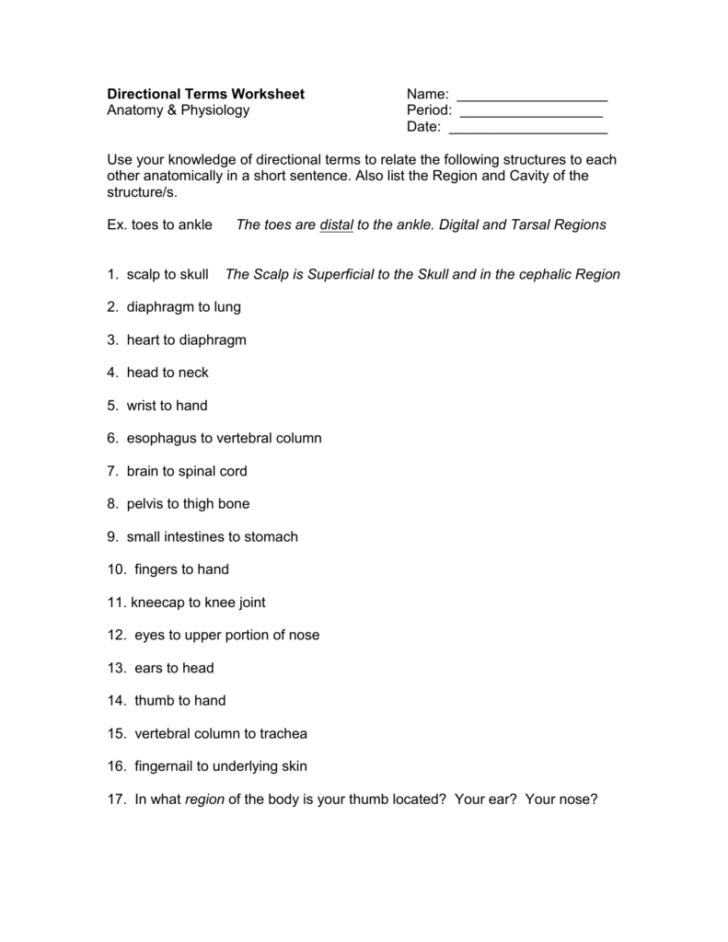 Directional Terms Worksheet Anatomy & Physiology