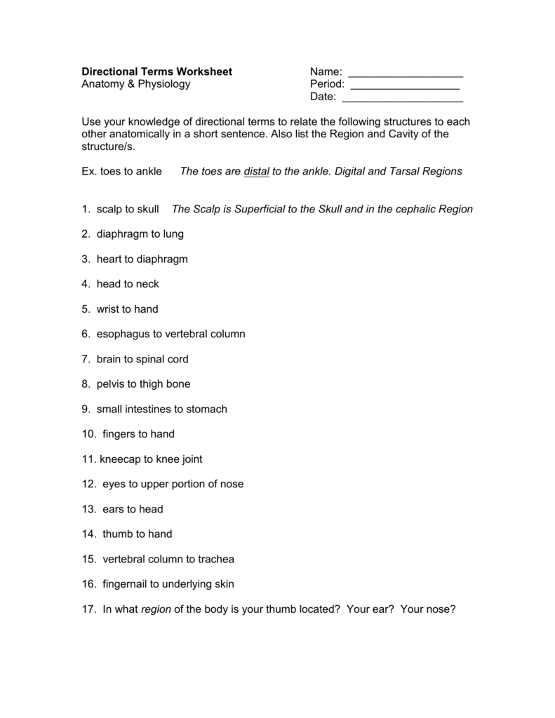 Directional Terms Worksheet