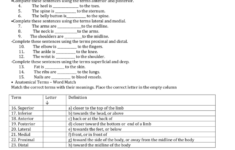 Directional Terms Worksheet Anatomy Physiology Answers Worksheet List
