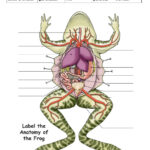 Dissecting A Frog Internal Anatomy Worksheet