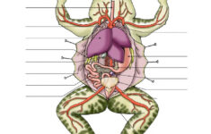 Dissecting A Frog Internal Anatomy Worksheet