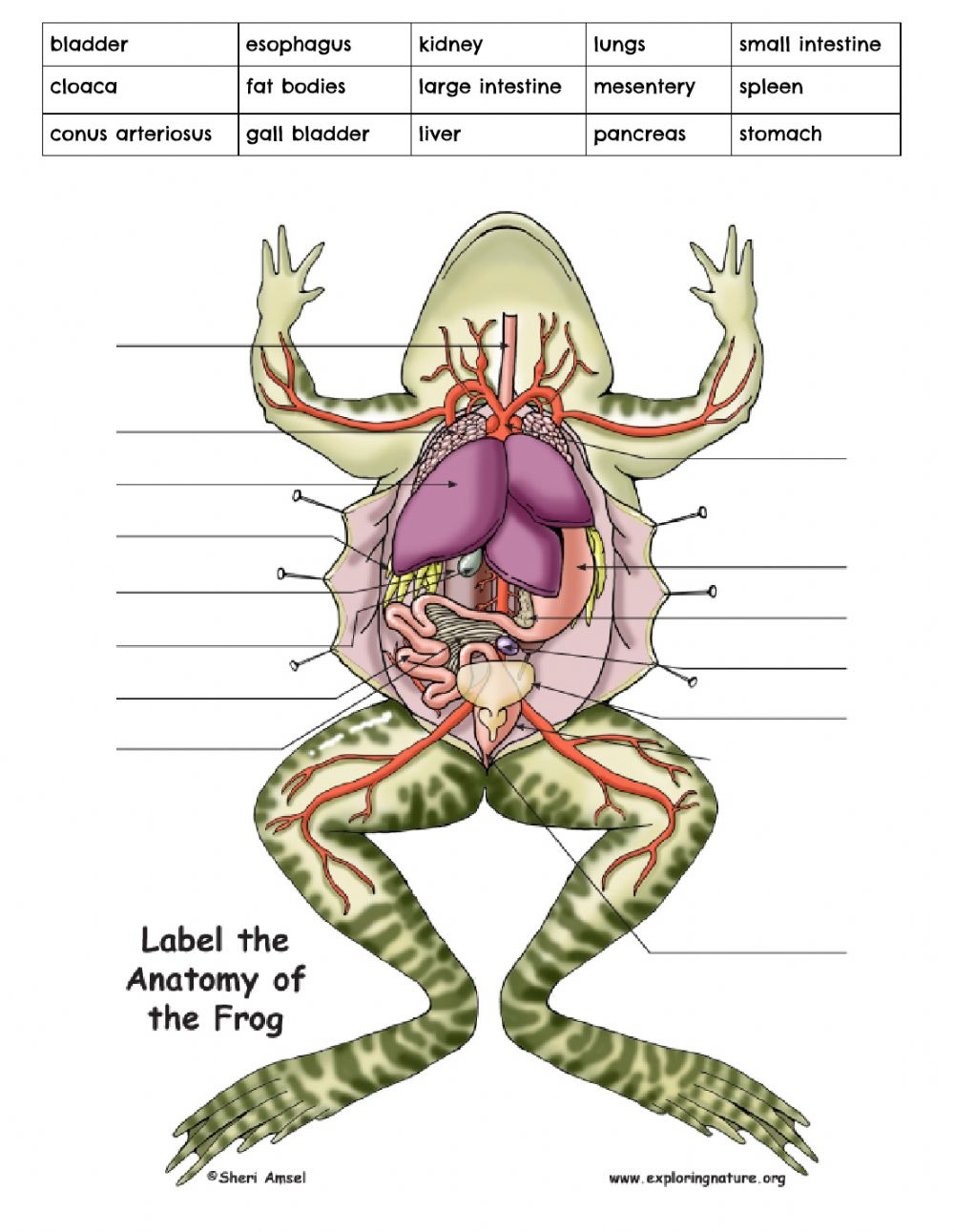 Dissecting A Frog Internal Anatomy Worksheet