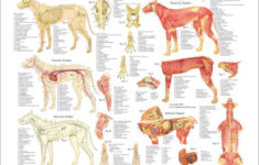 Dog Anatomy Poster