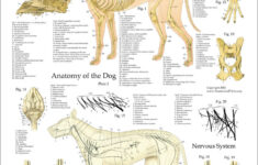 Dog Anatomy Poster Set 18 X 24