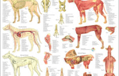 Dog Muscle Skeletal Veterinary Internal Anatomy Poster 18 X 24