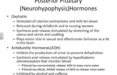 Dr Parker s Chapter 16 Part 1 Endocrine Endocrine Content Writing