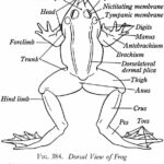 Draw And Label Both The External And Internal Anatomy Of The Frog