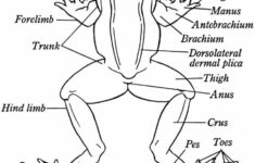 Draw And Label Both The External And Internal Anatomy Of The Frog