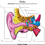 Ear Activity Human Body Science Human Body Unit Human Body Activities