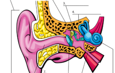 Ear Activity Human Body Science Human Body Unit Human Body Activities