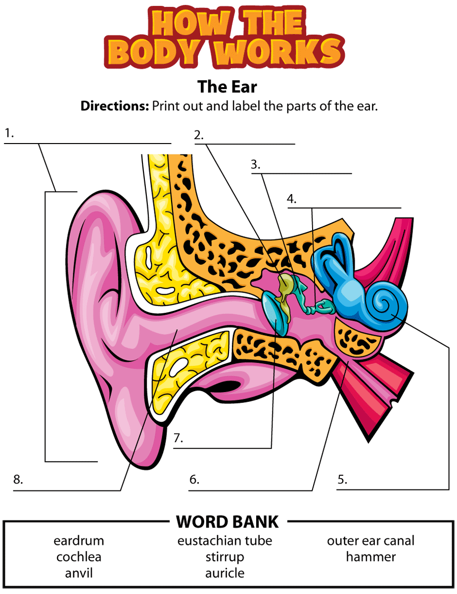 Ear Activity Human Body Science Human Body Unit Human Body Activities