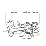 Ear Anatomy Coloring Nature