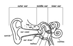 Ear Anatomy Coloring Nature