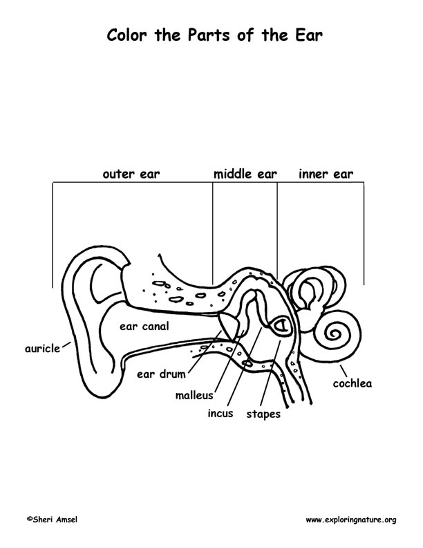 Anatomy Of The Ear Coloring Worksheet