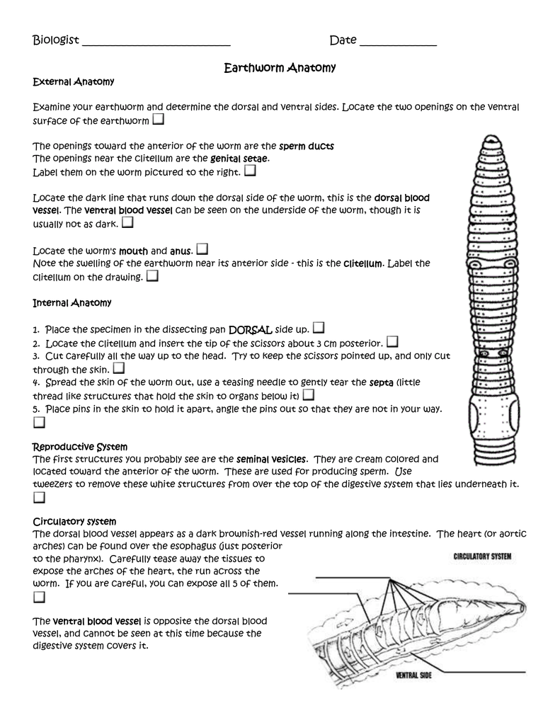 Earthworm Anatomy Worksheet Answers Anatomy Worksheets