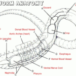 Earthworm Anatomy Worksheets Earthworms Apologia Biology Teaching