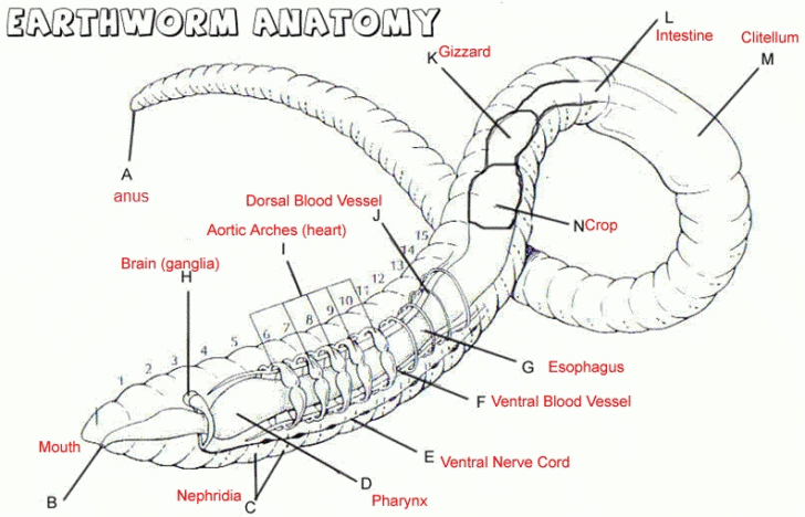 Earthworm Anatomy Worksheet