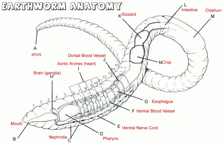 Earthworm Anatomy Worksheets Earthworms Apologia Biology Teaching 