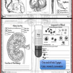 Educational Infographic Data Visualisation Circulatory System