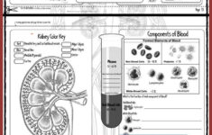 Educational Infographic Data Visualisation Circulatory System
