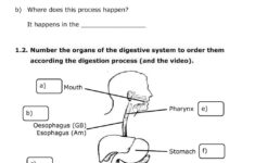 Ejercicio De NUTRITION 2 Digestive System