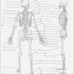 Emt Anatomy Worksheets Free Printable Worksheets