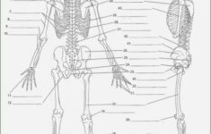 Emt Anatomy Worksheets Free Printable Worksheets