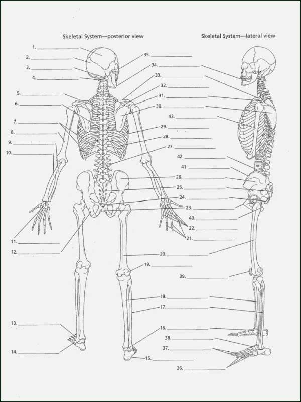 emt-anatomy-worksheets-anatomy-worksheets