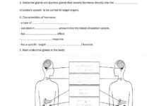 Endocrine Glands Worksheet