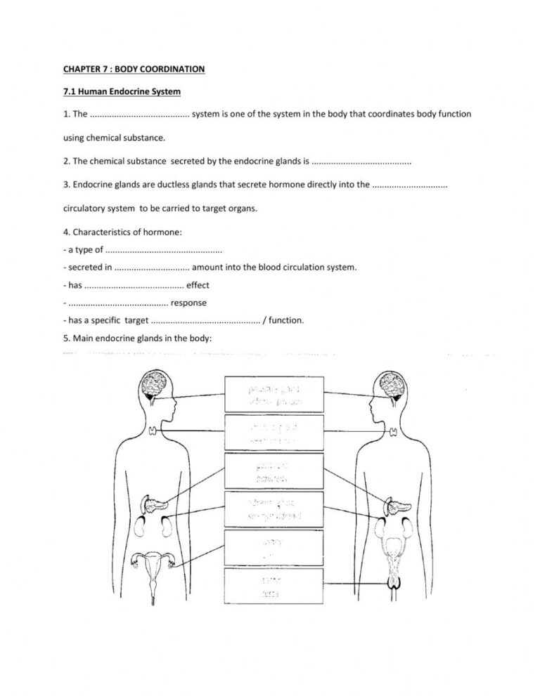 Endocrine Glands Worksheet Anatomy Worksheets Endocrine Glands Worksheet Anatomy Worksheets